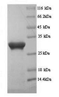 The SDS-PAGE of Recombinant Human PD-L1